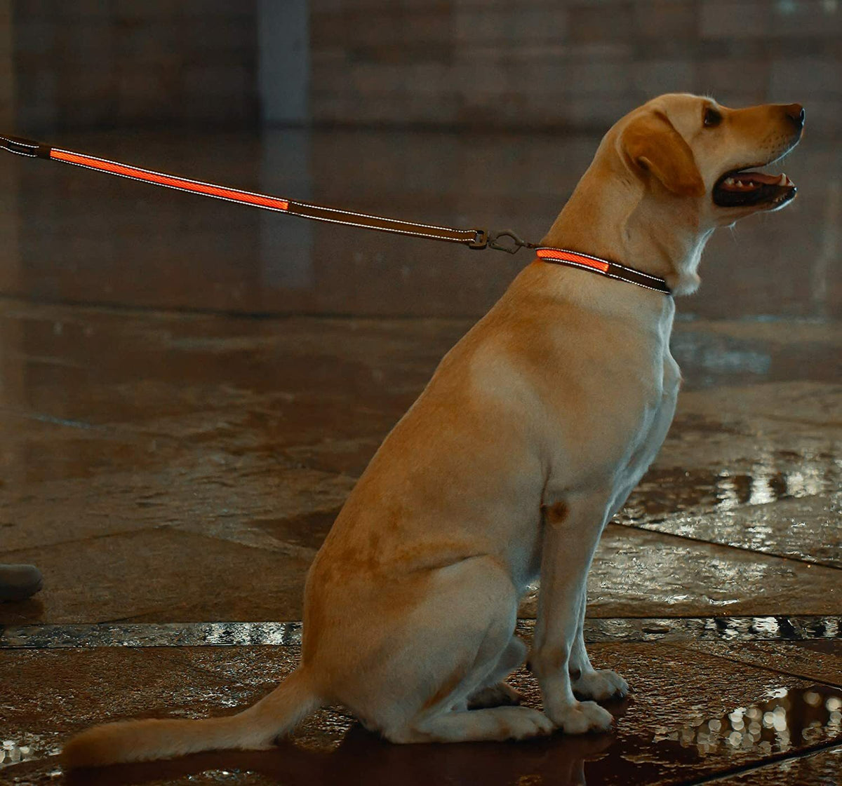 Glowing LED Dog Leash USB Rechargeable Leash 7-Color Led Light up and 2 Reflect